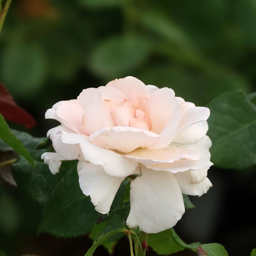 Rosa Ville de Fontenay-aux-Roses - Grootbloemige roos (Bloei)