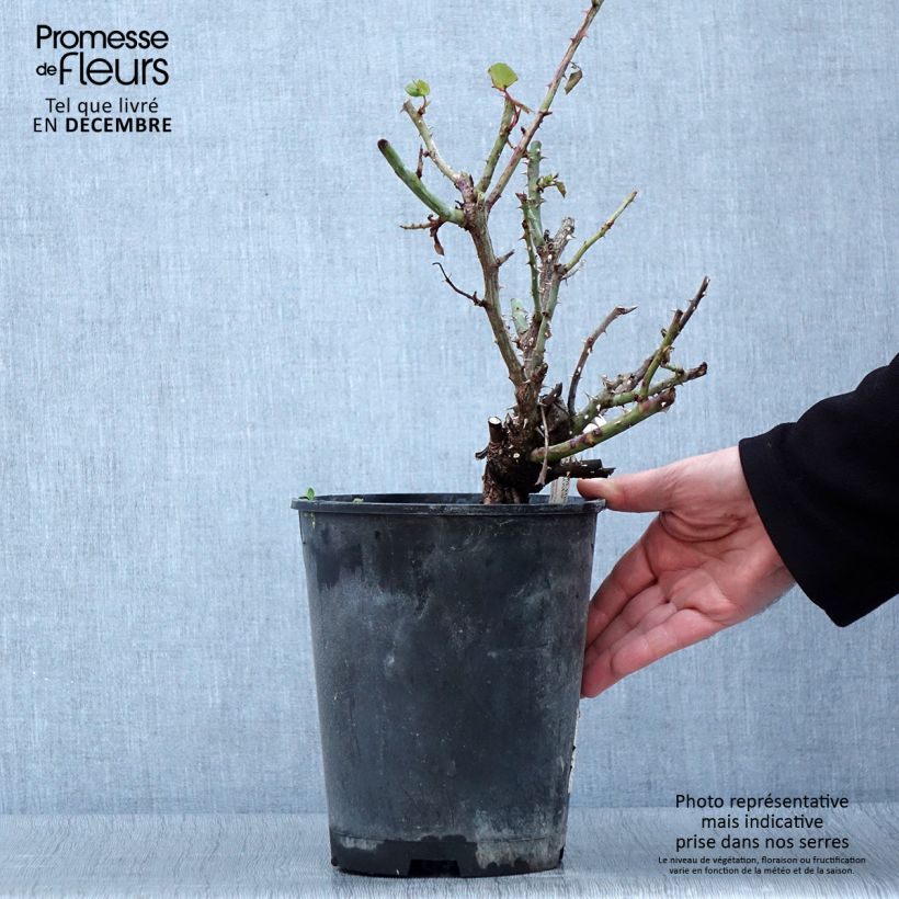 Exemplaar van Rosa Ville de Fontenay-aux-Roses - Grootbloemige roos Pot van 4 l/5 l zoals geleverd in de herfst