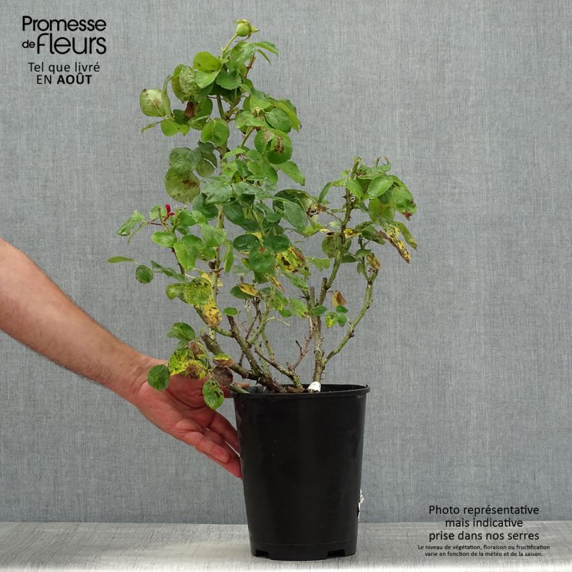 Exemplaar van Rosa Ville de Fontenay-aux-Roses - Grootbloemige roos Pot van 4 l/5 l zoals geleverd in de zomer