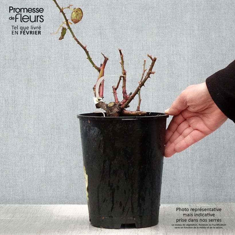 Exemplaar van Rosa Violette Parfumée - Grootbloemige roos Pot van 4 l/5 l zoals geleverd in de winter