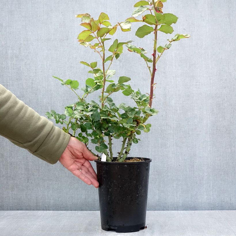 Exemplaar van Rosa Vulcano - Grootbloemige roos Pot van 4 l/5 l zoals geleverd in de lente