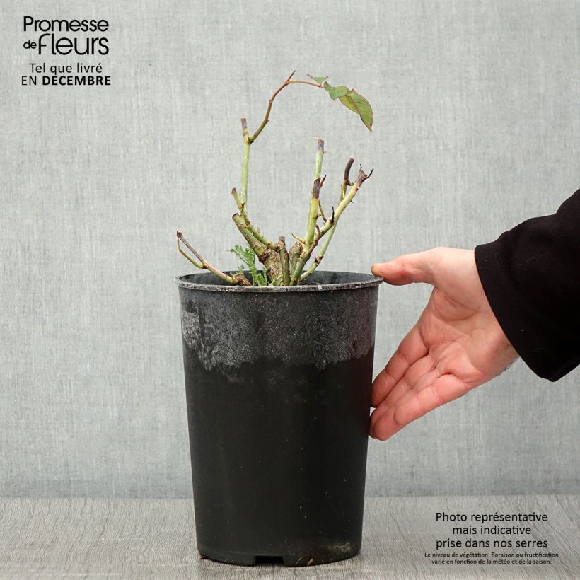 Exemplaar van Rosa White Symphony - Grootbloemige roos Pot van 4 l/5 l zoals geleverd in de herfst