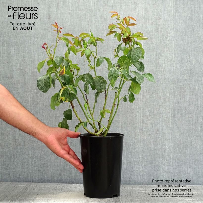Exemplaar van Rosa White Symphony - Grootbloemige roos Pot van 4 l/5 l zoals geleverd in de zomer