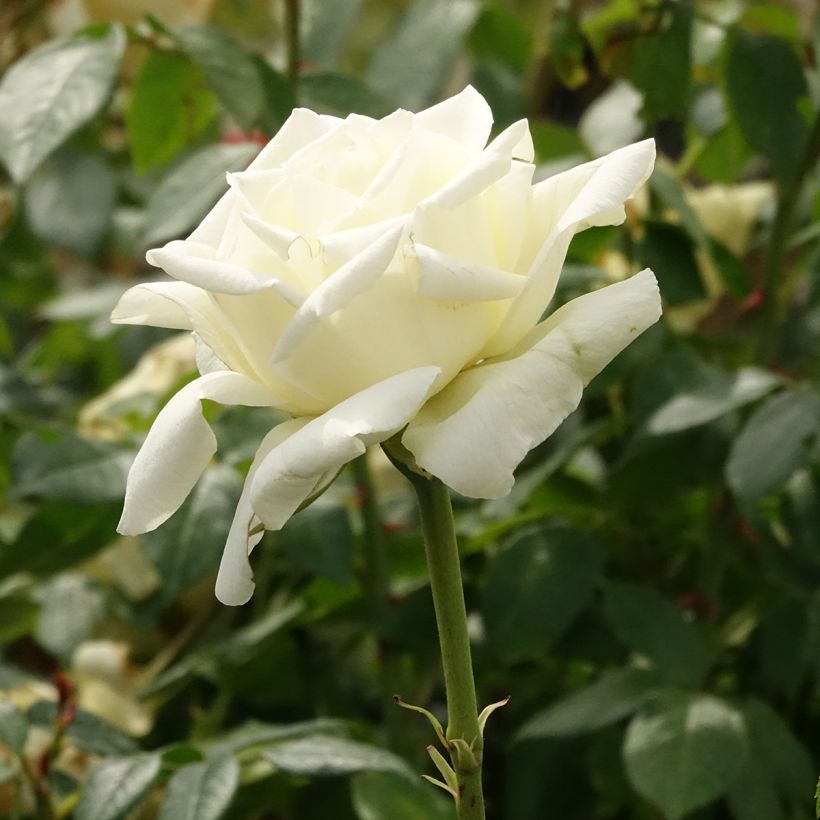 Rosa White Symphony - Grootbloemige roos (Bloei)