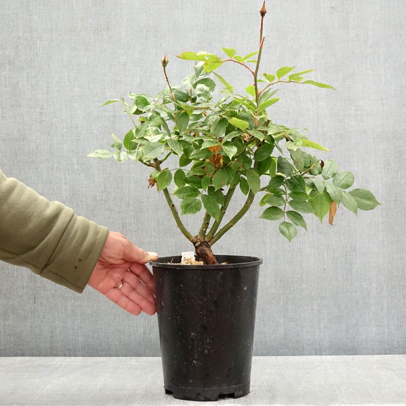 Exemplaar van Rosa Womanity - Grootbloemige roos Pot van 4 l/5 l zoals geleverd in de lente