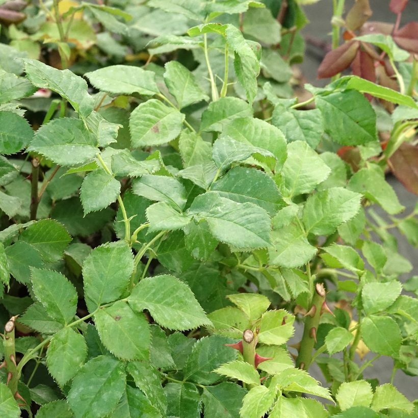 Rosa Yellowstone - Grootbloemige roos (Blad)