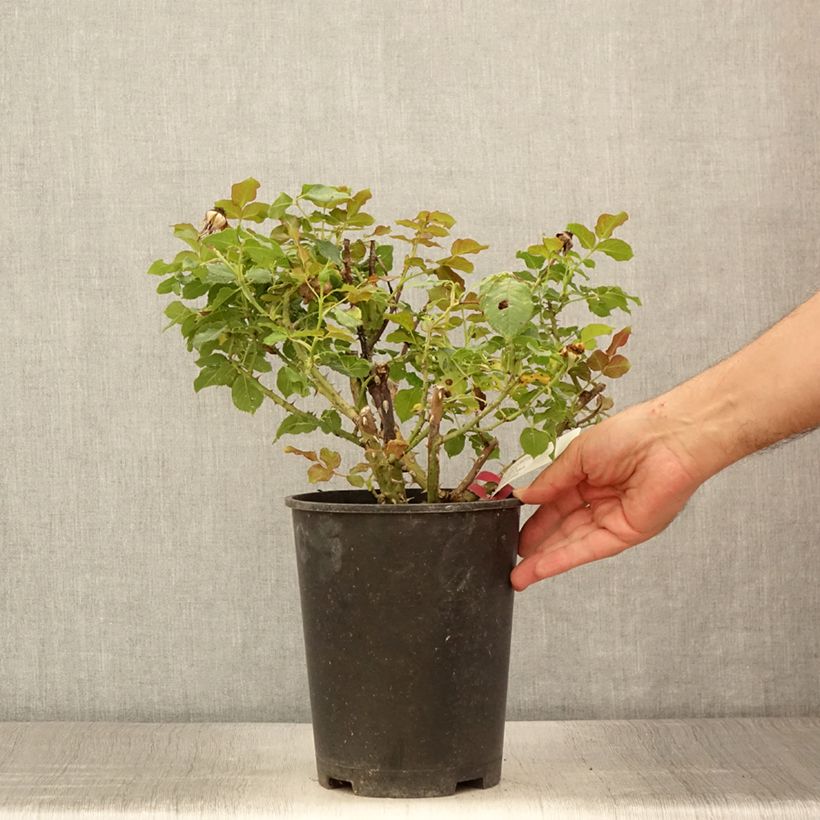 Exemplaar van Rosa Yellowstone - Grootbloemige roos Pot van 4 l/5 l zoals geleverd in de zomer