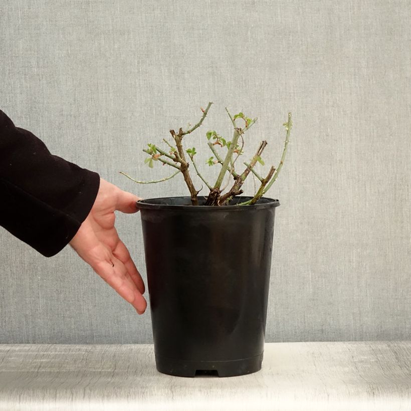 Exemplaar van Rosa Yellowstone - Grootbloemige roos Pot van 4 l/5 l zoals geleverd in de winter