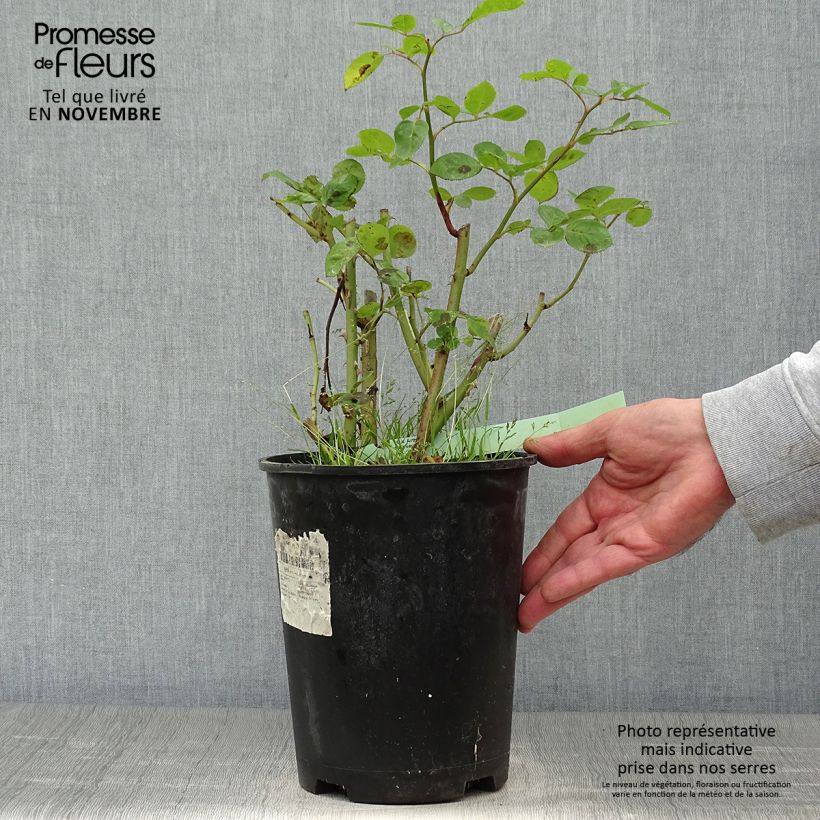 Exemplaar van Rosa Arthur Bell - Struikroos Pot van 2 l/3 l zoals geleverd in de herfst