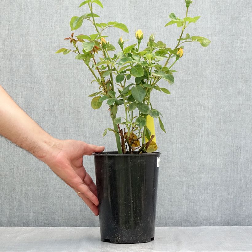 Exemplaar van Rosa Arthur Bell - Struikroos Pot van 2 l/3 l zoals geleverd in de zomer