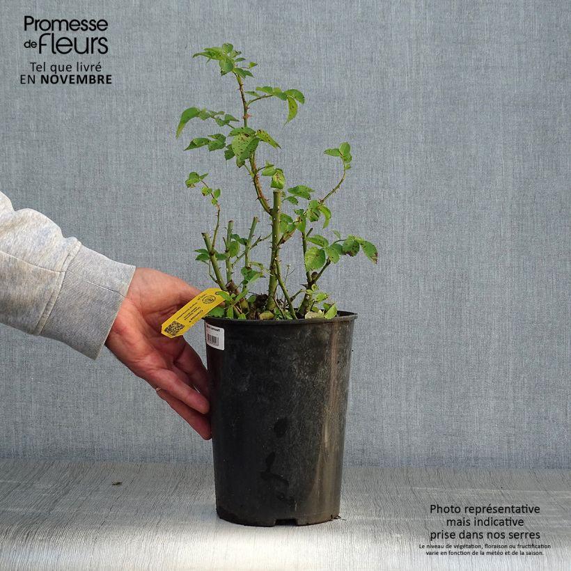Exemplaar van Rosa Cremosa - Struikroos Pot van 2 l/3 l zoals geleverd in de herfst