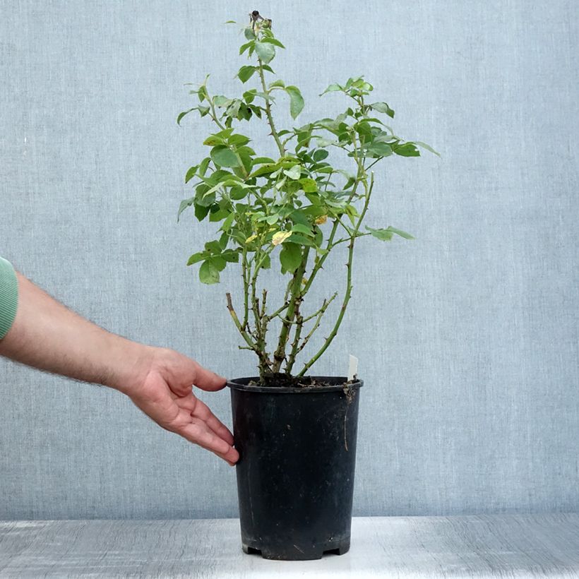 Exemplaar van Rosa Cremosa - Struikroos Pot van 2 l/3 l zoals geleverd in de zomer