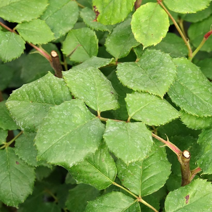Rosa Eveline Wild - Struikroos (Blad)