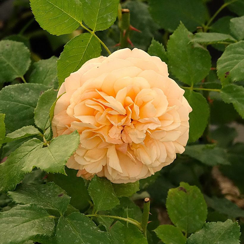 Rosa Eveline Wild - Struikroos (Bloei)