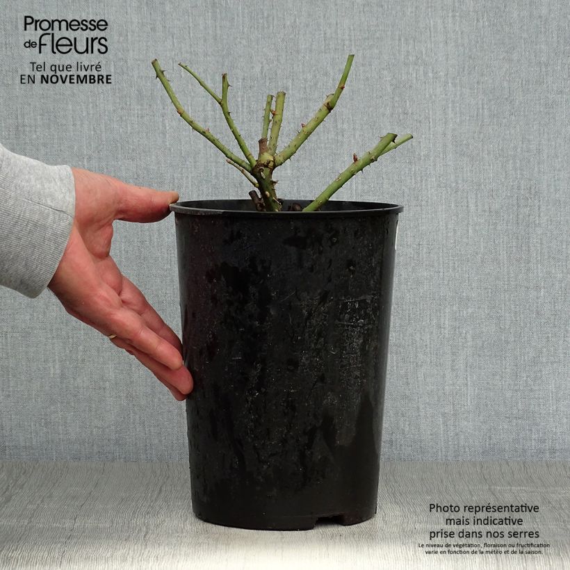 Exemplaar van Rosa Eveline Wild - Struikroos Pot van 4 l/5 l zoals geleverd in de herfst