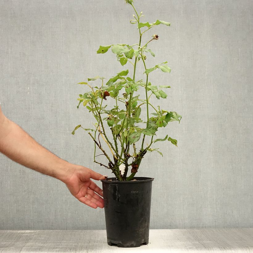 Exemplaar van Rosa Eveline Wild - Struikroos Pot van 4 l/5 l zoals geleverd in de zomer