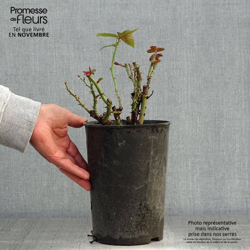 Exemplaar van Rosa Nadia Zerouali - Struikroos Pot van 4 l/5 l zoals geleverd in de herfst