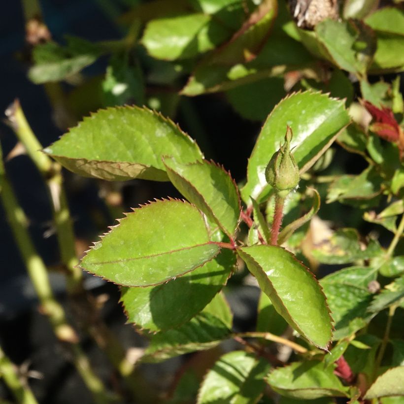 Rosa Nadia Zerouali - Struikroos (Blad)