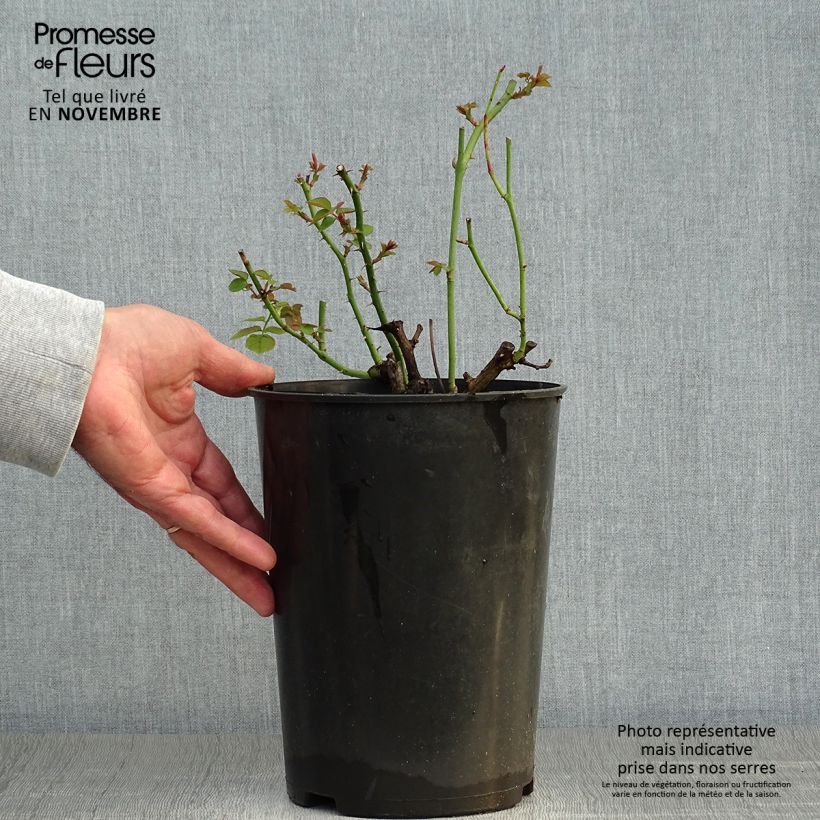 Exemplaar van Rosa Pear - Struikroos Pot van 4 l/5 l zoals geleverd in de herfst