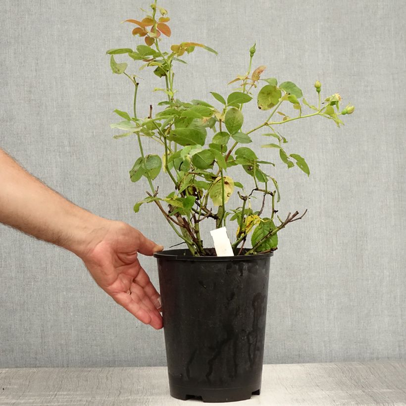 Exemplaar van Rosa Pear - Struikroos Pot van 4 l/5 l zoals geleverd in de zomer