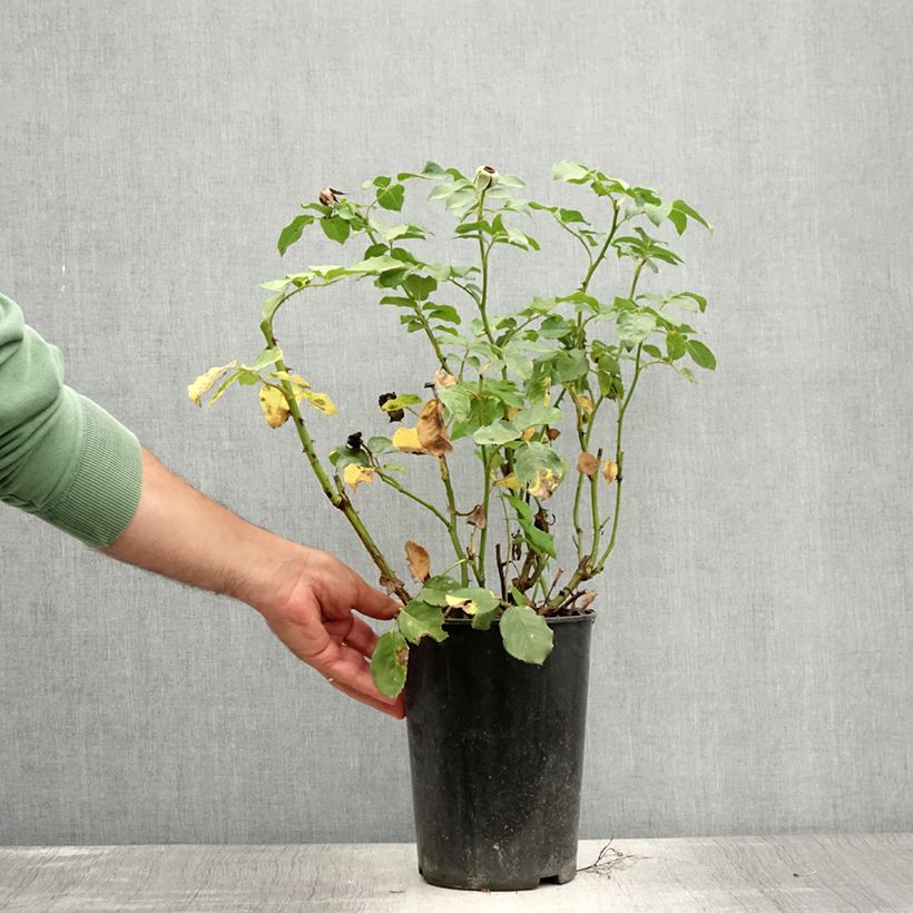 Exemplaar van Rosa Renée van Wegberg - Struikroos Pot van 4 l/5 l zoals geleverd in de zomer