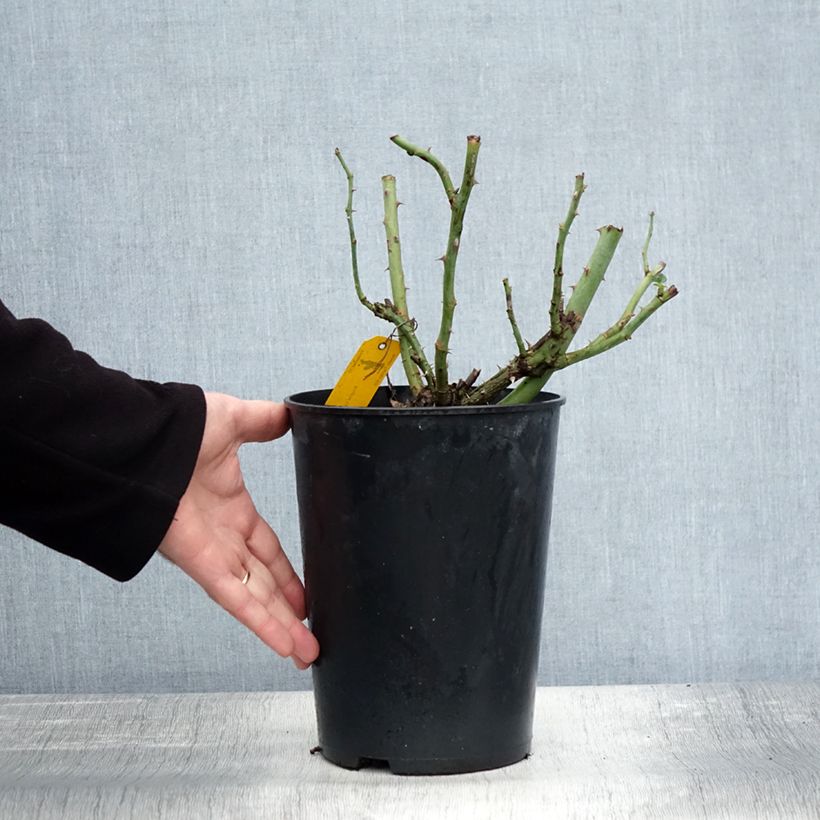 Exemplaar van Rosier à massif Sophie Luise Pot de 4L/5L zoals geleverd in de herfst