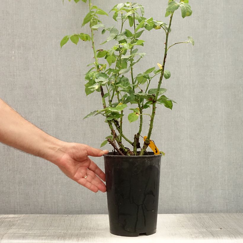 Exemplaar van Rosa Sophie Luise - Struikroos Pot van 4 l/5 l zoals geleverd in de zomer