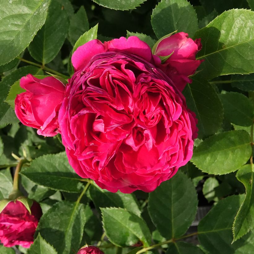Rosa Sophie Luise - Struikroos (Bloei)