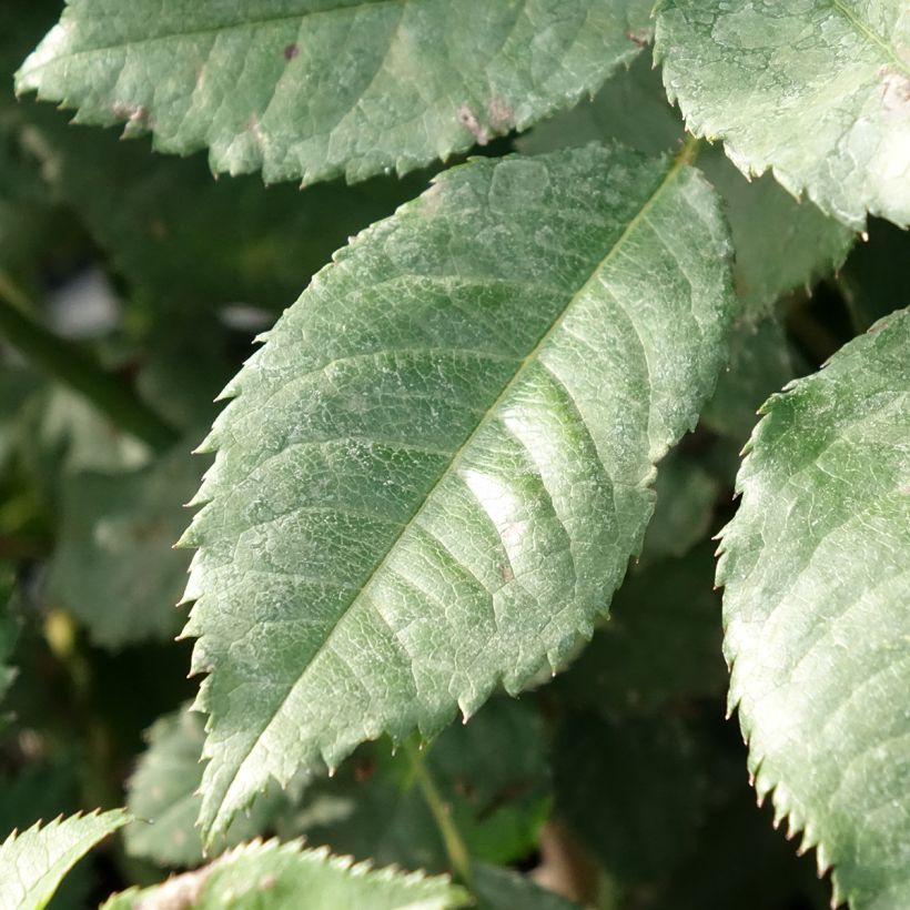 Rosa Sweet Honey - struikroos (Blad)