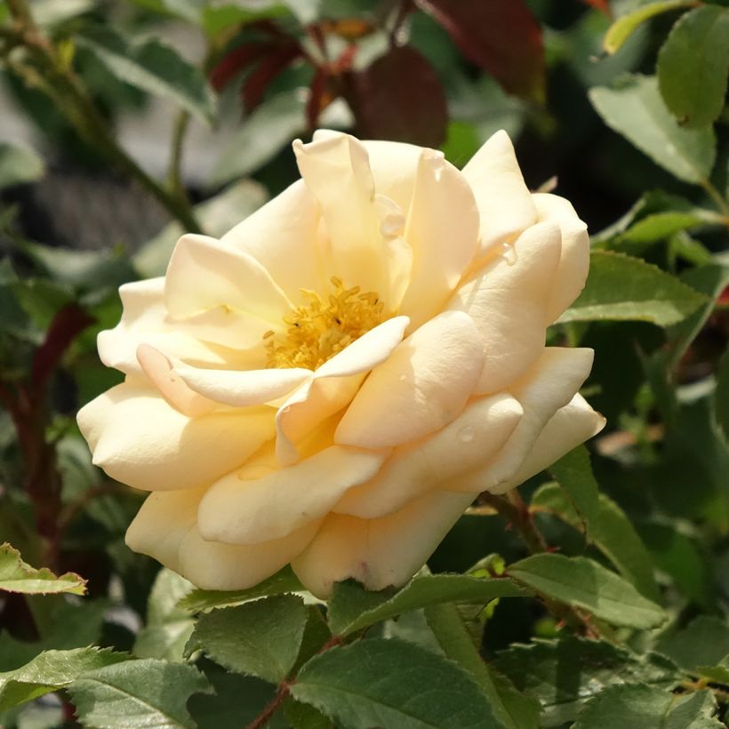 Rosa Sweet Honey - struikroos (Bloei)