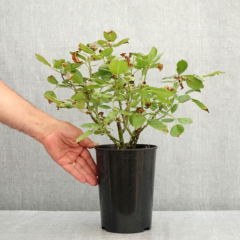 Exemplaar van Rosa The Times - struikroos Pot van 4 l/5 l zoals geleverd in de zomer