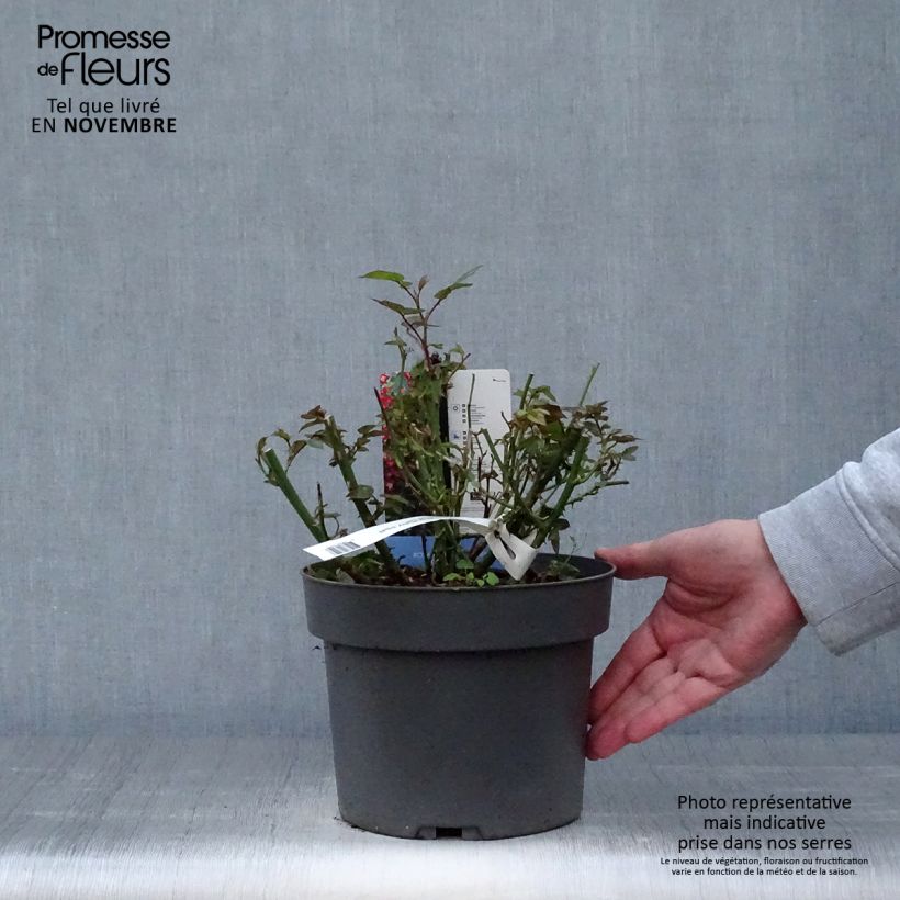 Exemplaar van Rosier à patio Everglow Ruby  Pot de 4L/5L zoals geleverd in de herfst