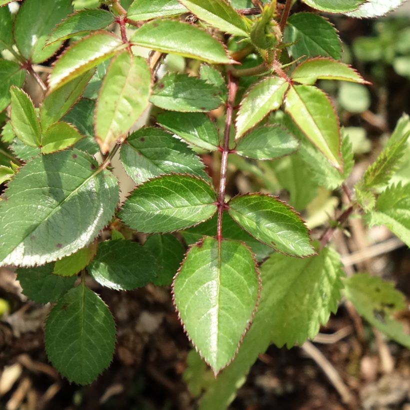 Rosa Everglow Ruby - Trosroos (Blad)