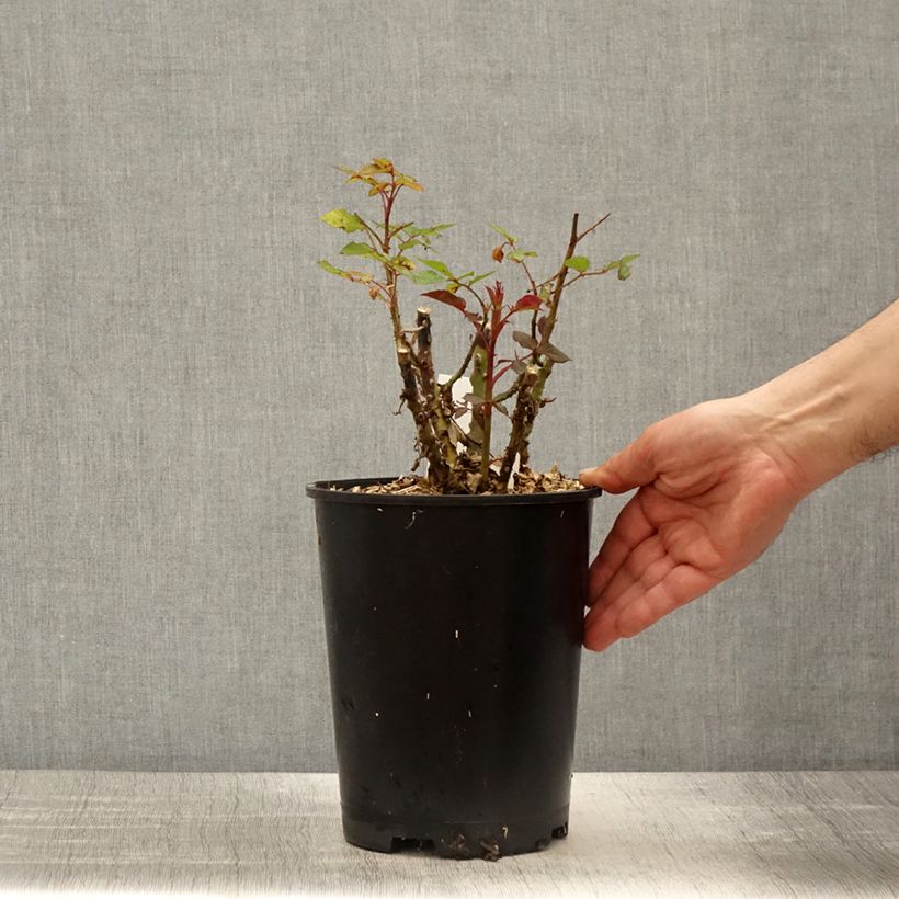 Exemplaar van Rosa Birthday Rose BIO - Trosroos Pot van 4 l/5 l zoals geleverd in de lente