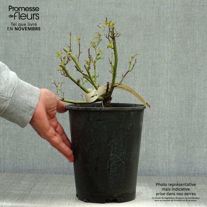Exemplaar van Rosier à pétales comestibles Picnic Bio Pot de 4L/5L zoals geleverd in de herfst