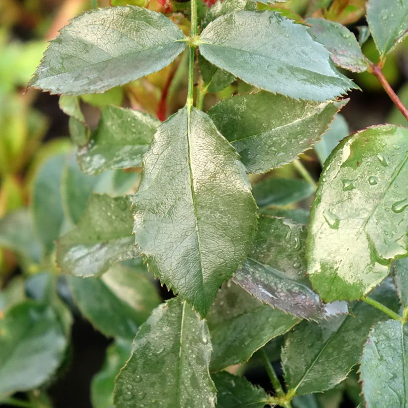 Rosa Dolce - Trosroos (Blad)