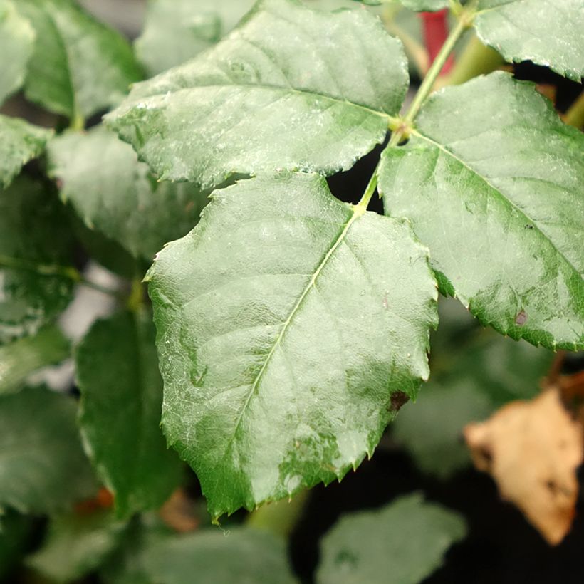 Rosa Theo Clevers - Trosroos (Blad)