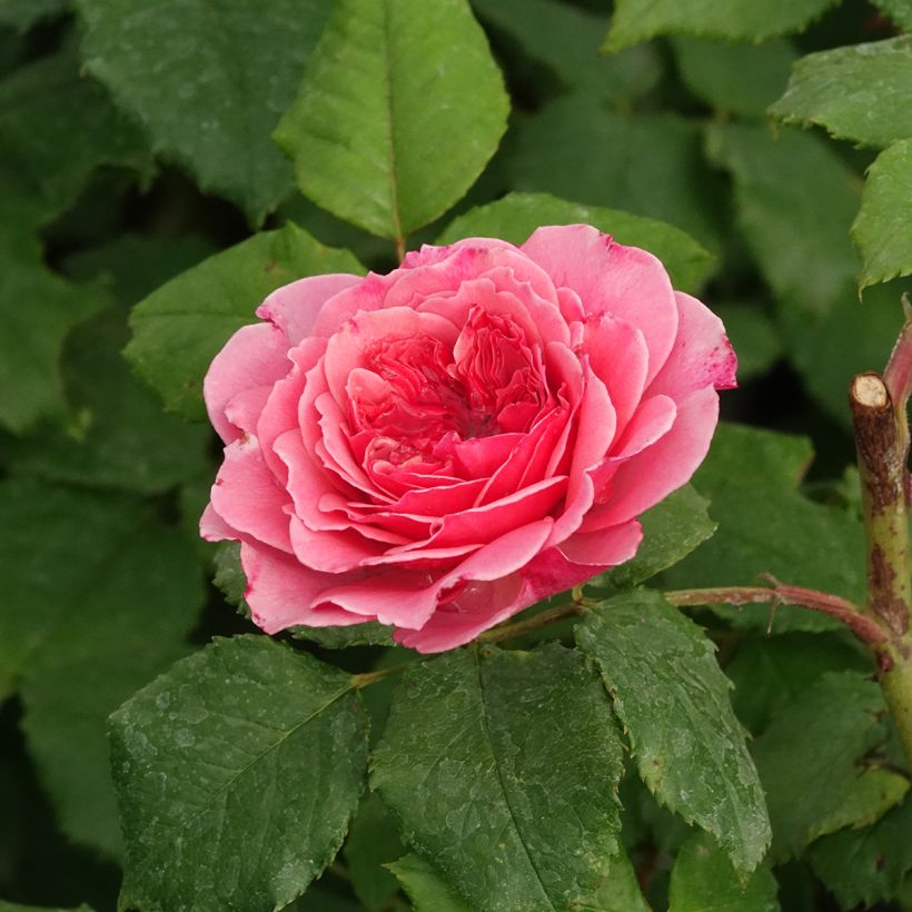 Rosa Theo Clevers - Trosroos (Bloei)