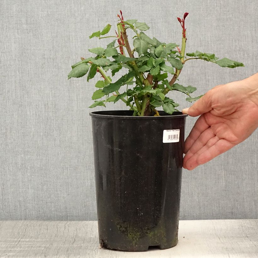 Example of Rosa Theo Clevers - Trosroos Pot van 4 l/5 l as you get in ete