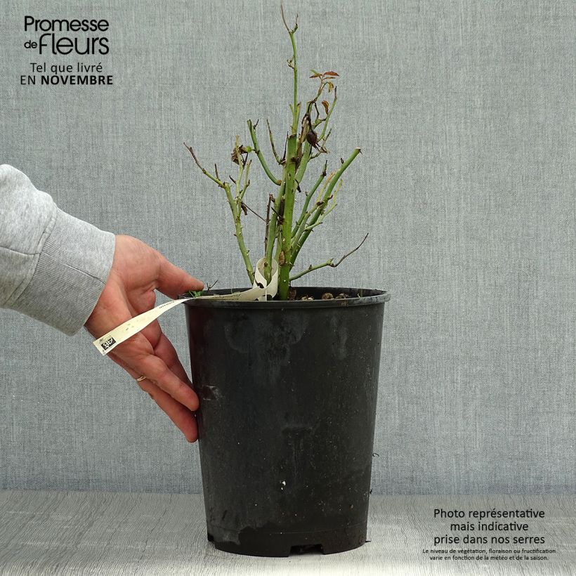 Exemplaar van Rosier à pétales comestibles Tiramisu Bio Pot de 4L/5L zoals geleverd in de herfst