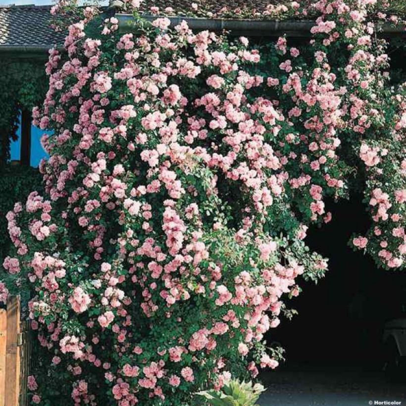 Rosa Albertine - Klimroos (Plant habit)