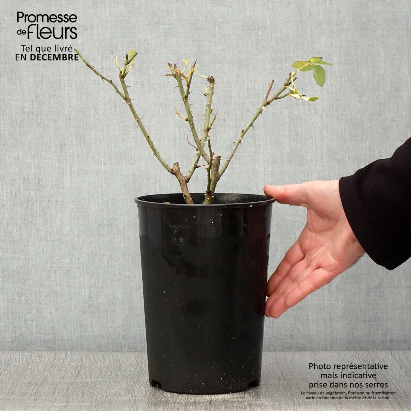Exemplaar van Rosa Alba Suaveolens - Historische roos Pot van 4 l/5 l zoals geleverd in de herfst