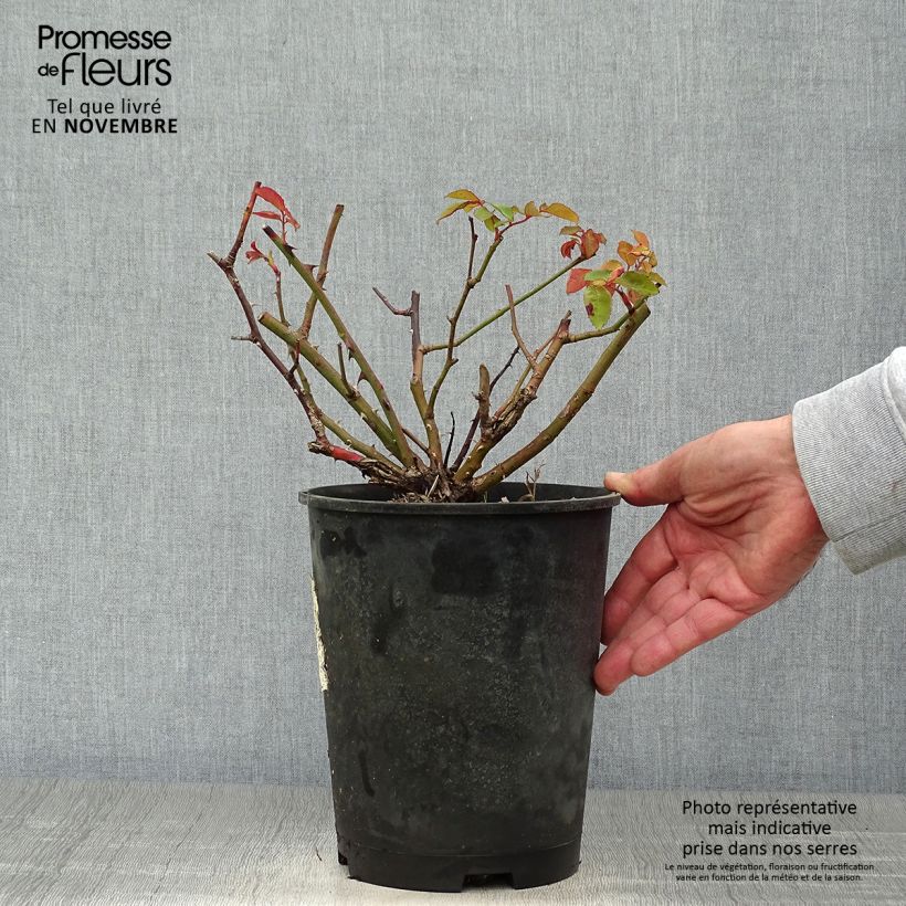 Exemplaar van Rosa Buff Beauty - Muskusroos Pot van 4 l/5 l zoals geleverd in de herfst