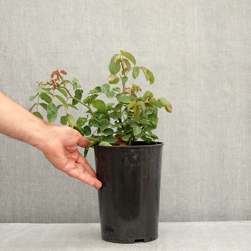 Exemplaar van Rosa Buff Beauty - Muskusroos Pot van 4 l/5 l zoals geleverd in de zomer