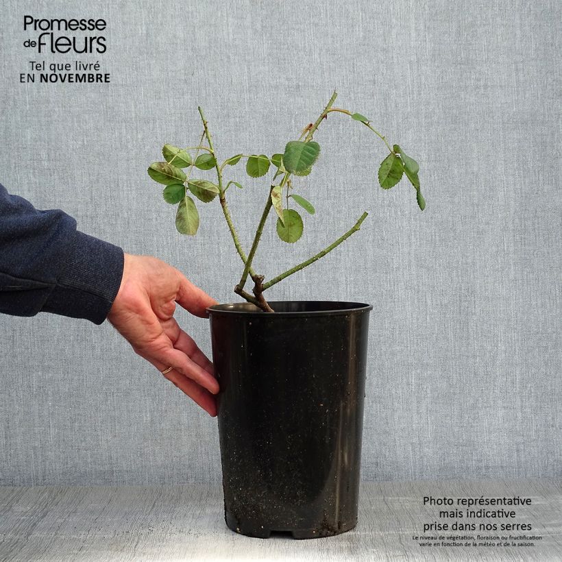 Exemplaar van Rosa centifolia Muscosa - Historische roos Pot van 4 l/5 l zoals geleverd in de herfst