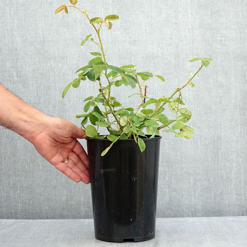 Exemplaar van Rosa centifolia Muscosa - Historische roos Pot van 4 l/5 l zoals geleverd in de zomer