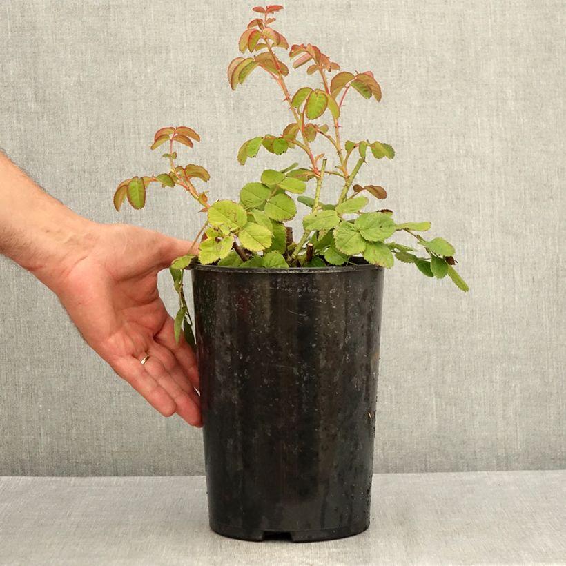 Exemplaar van Rosa centifolia Cristata - Historische roos Pot van 4 l/5 l zoals geleverd in de zomer