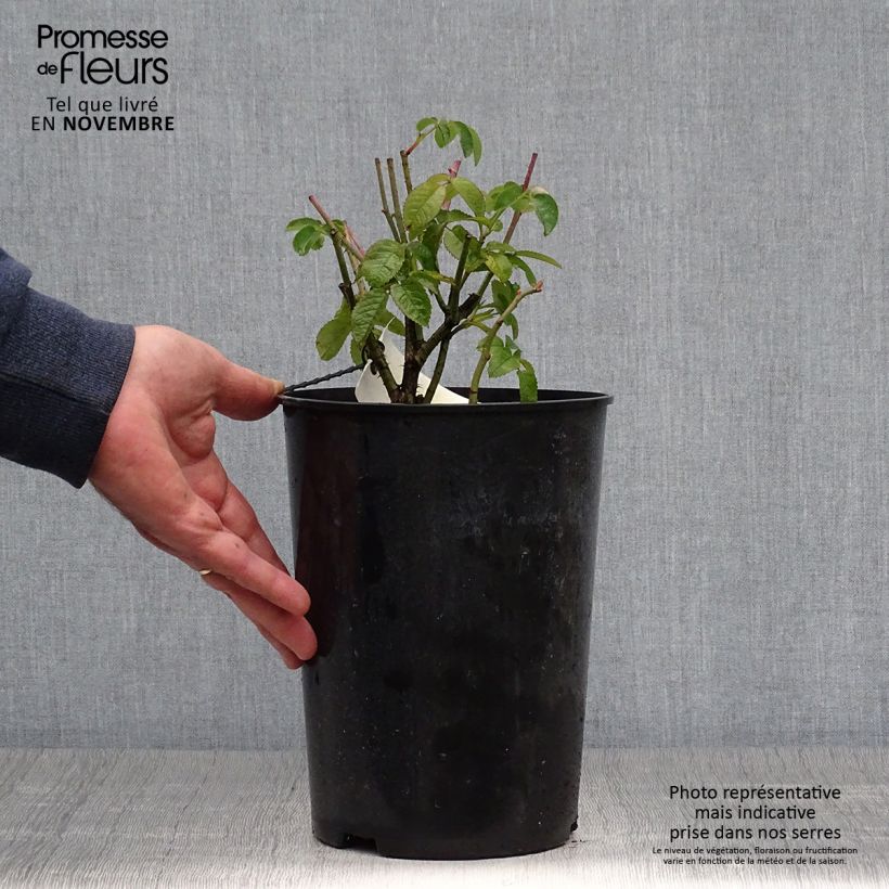Exemplaar van Rosa Charles de Mills - Historische roos Pot van 4 l/5 l zoals geleverd in de herfst