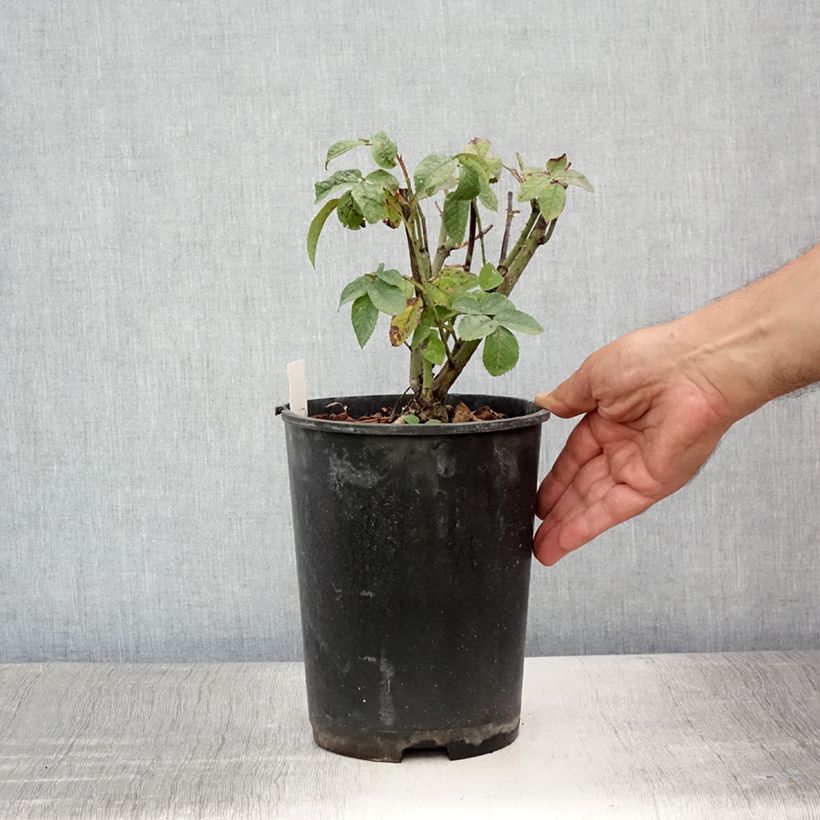 Exemplaar van Rosa Charles de Mills - Historische roos Pot van 4 l/5 l zoals geleverd in de zomer