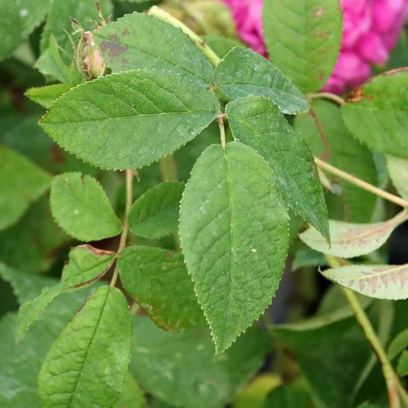 Rosa Charles de Mills - Historische roos (Blad)